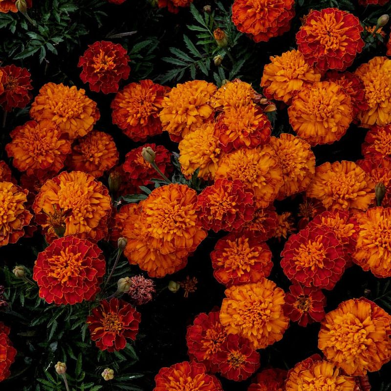 Golden Marigolds