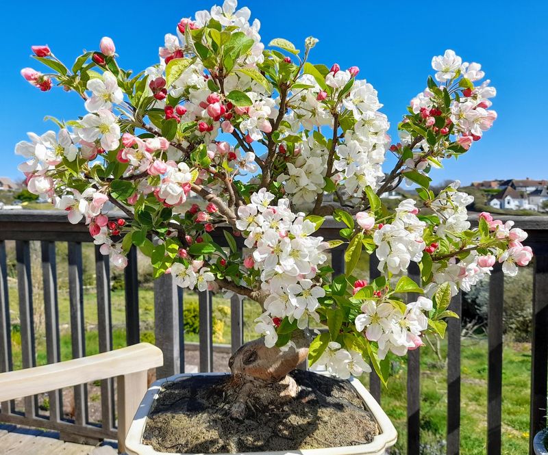 Crabapple Tree