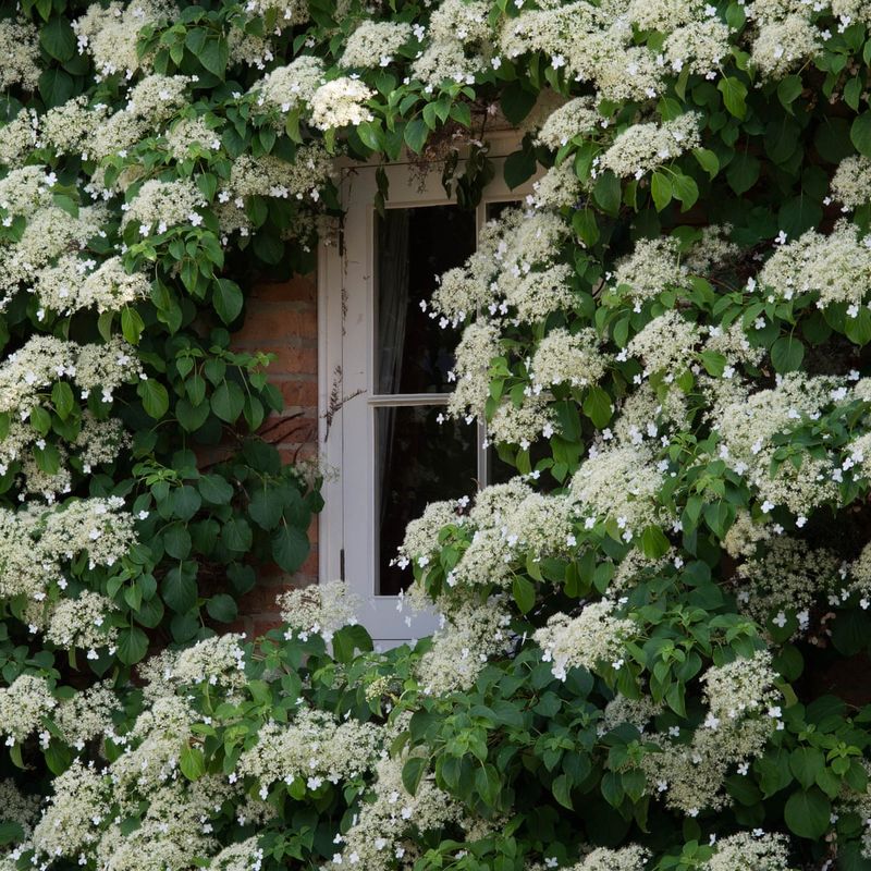 Climbing Hydrangea