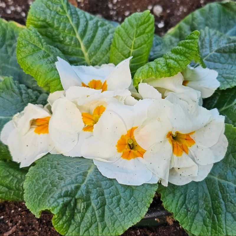 Primrose