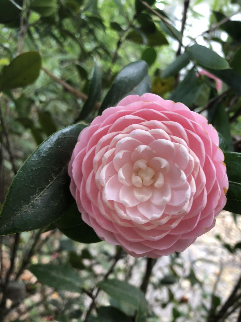 Camellia