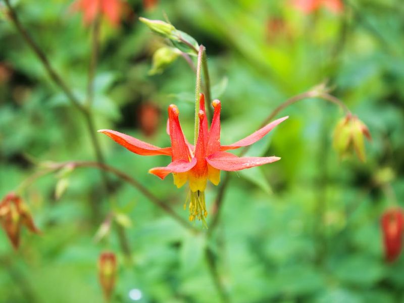 Columbine