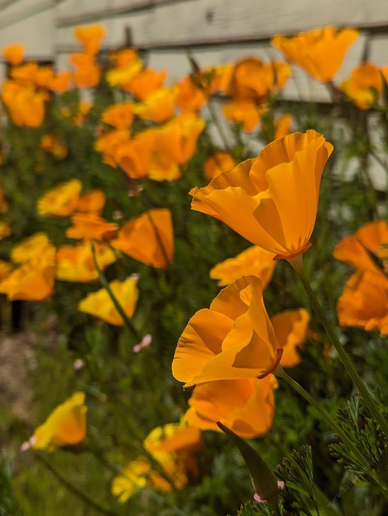 California Poppy