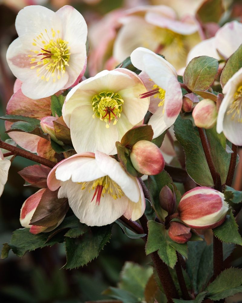 Hellebore