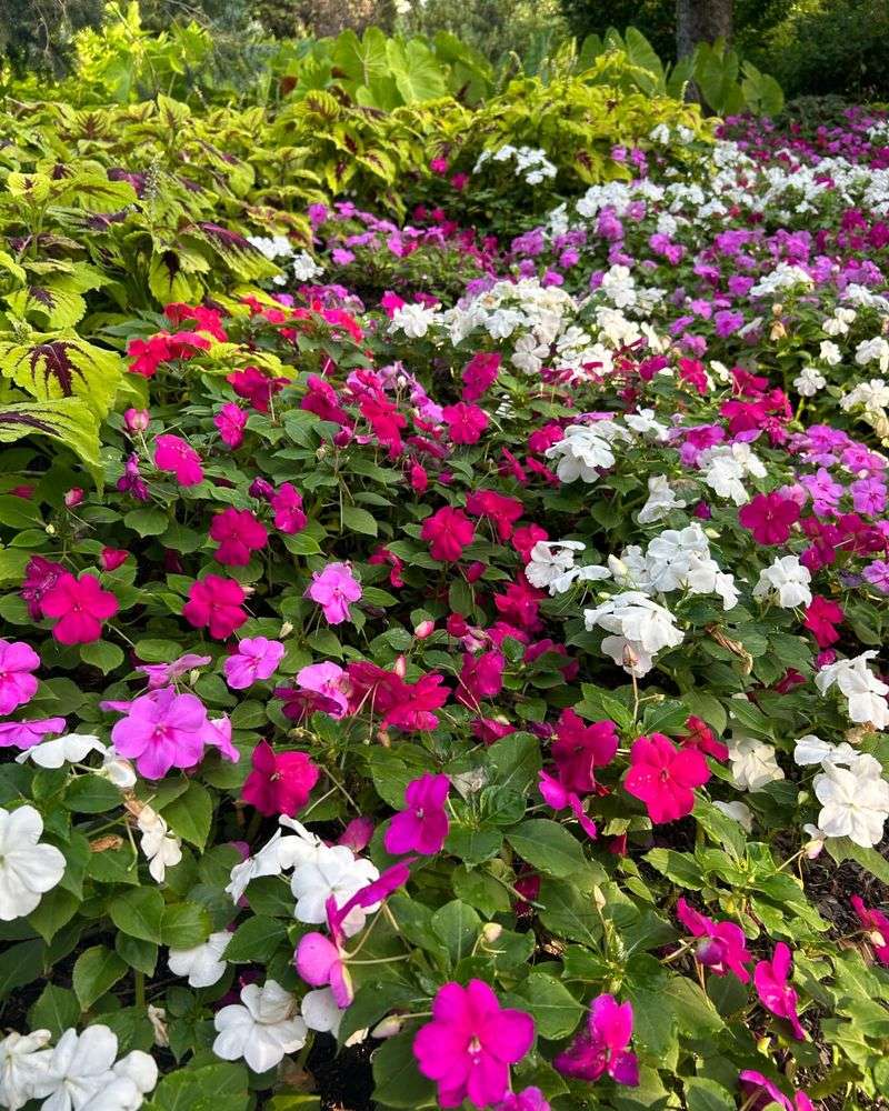 Impatiens