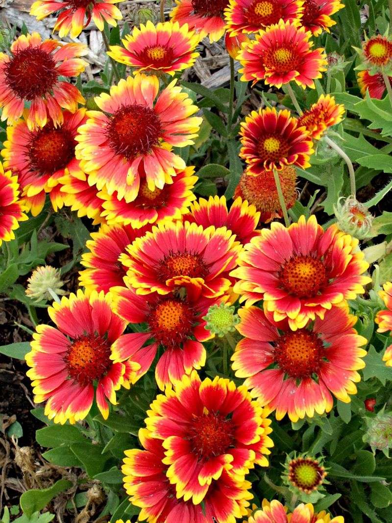 Blanket Flower