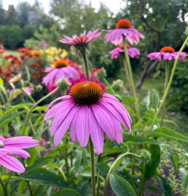 Echinacea