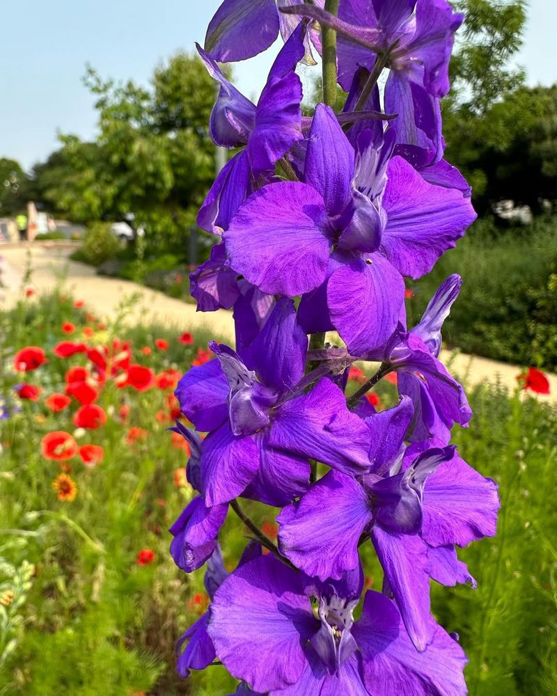 Larkspur (Delphinium consolida)