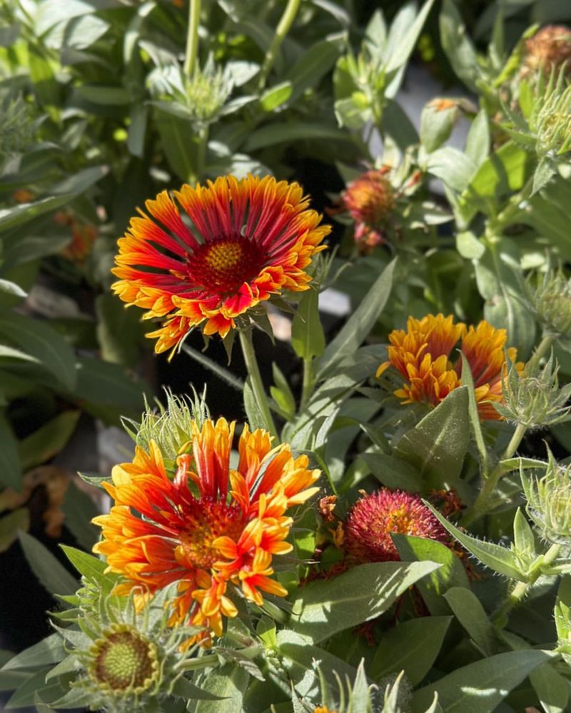 Blanket Flower (Gaillardia)