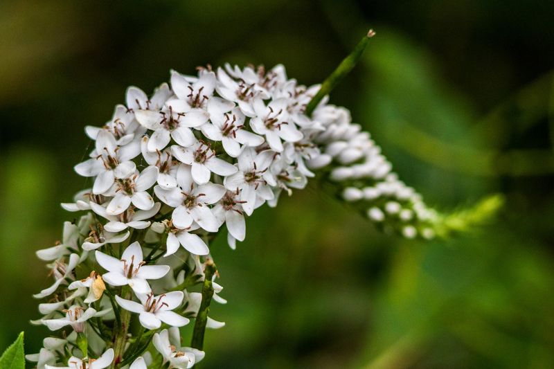 Gooseneck Loosestrife (Lysimachia clethroides)