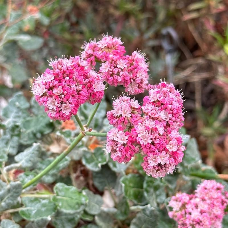 Buckwheat