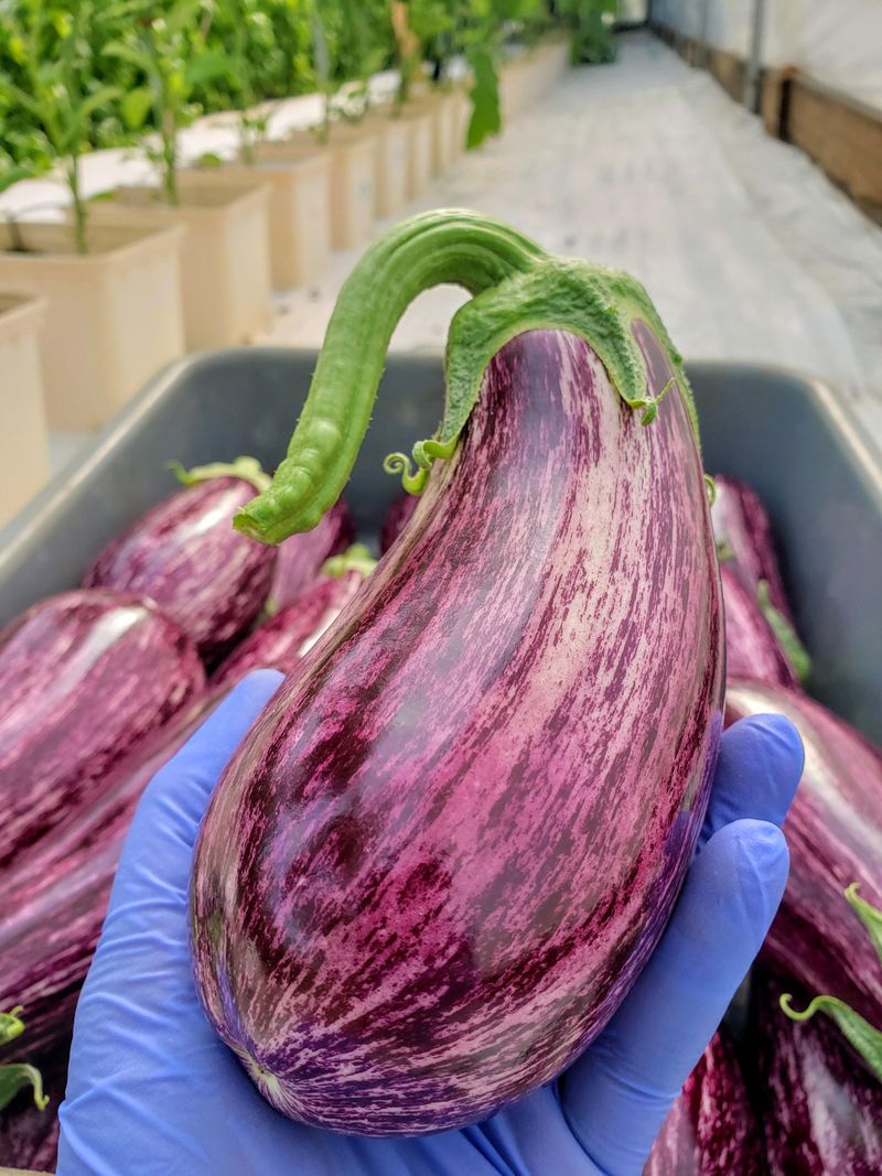 Eggplant