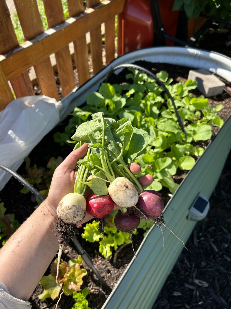 Lettuce and Radishes – The Fast-Growing Pair That Shares Space Beautifully