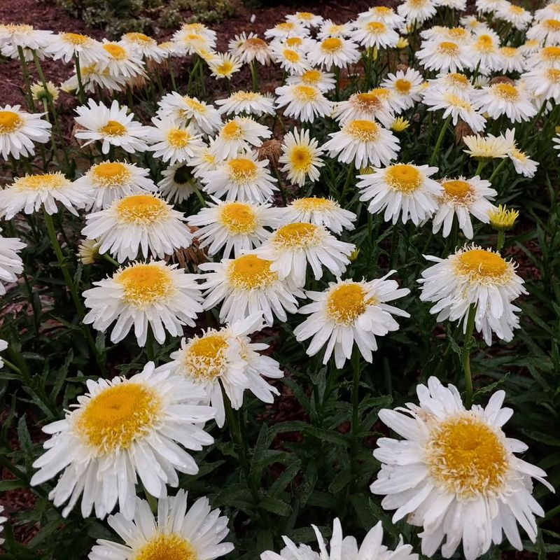 Shasta Daisy