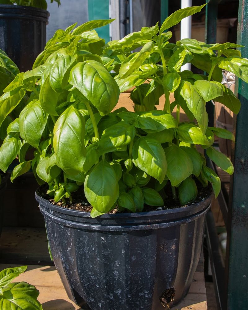 Basil