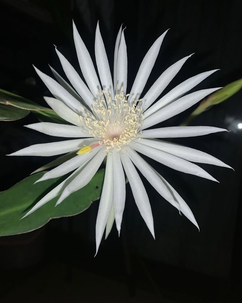 Kadupul Flower