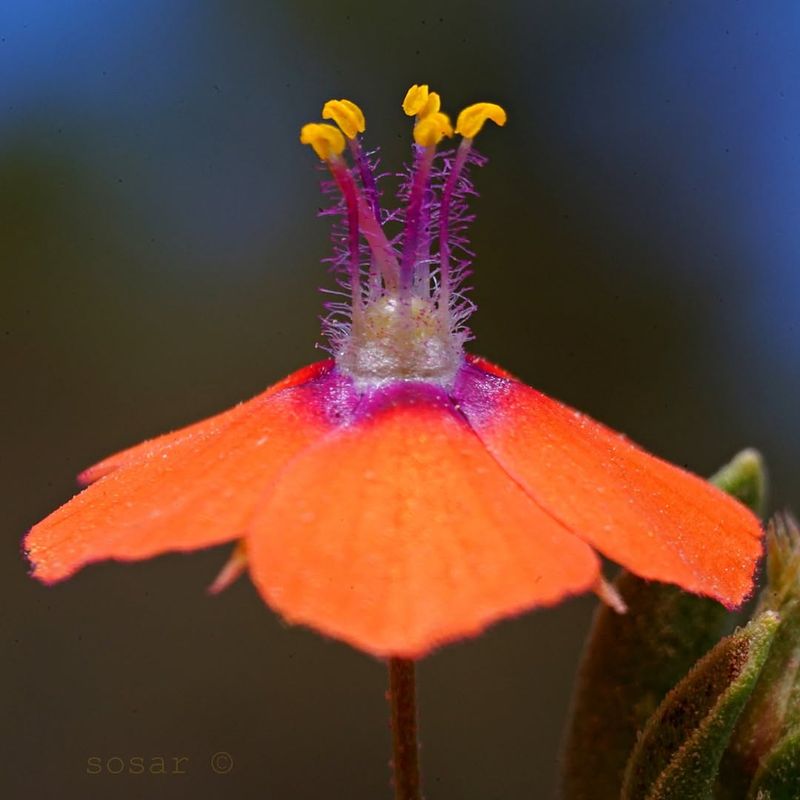 Scarlet Pimpernel