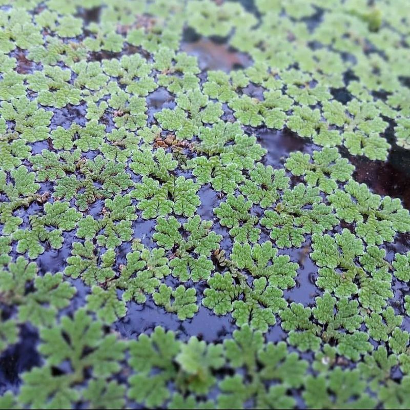 Water Fern (Azolla)