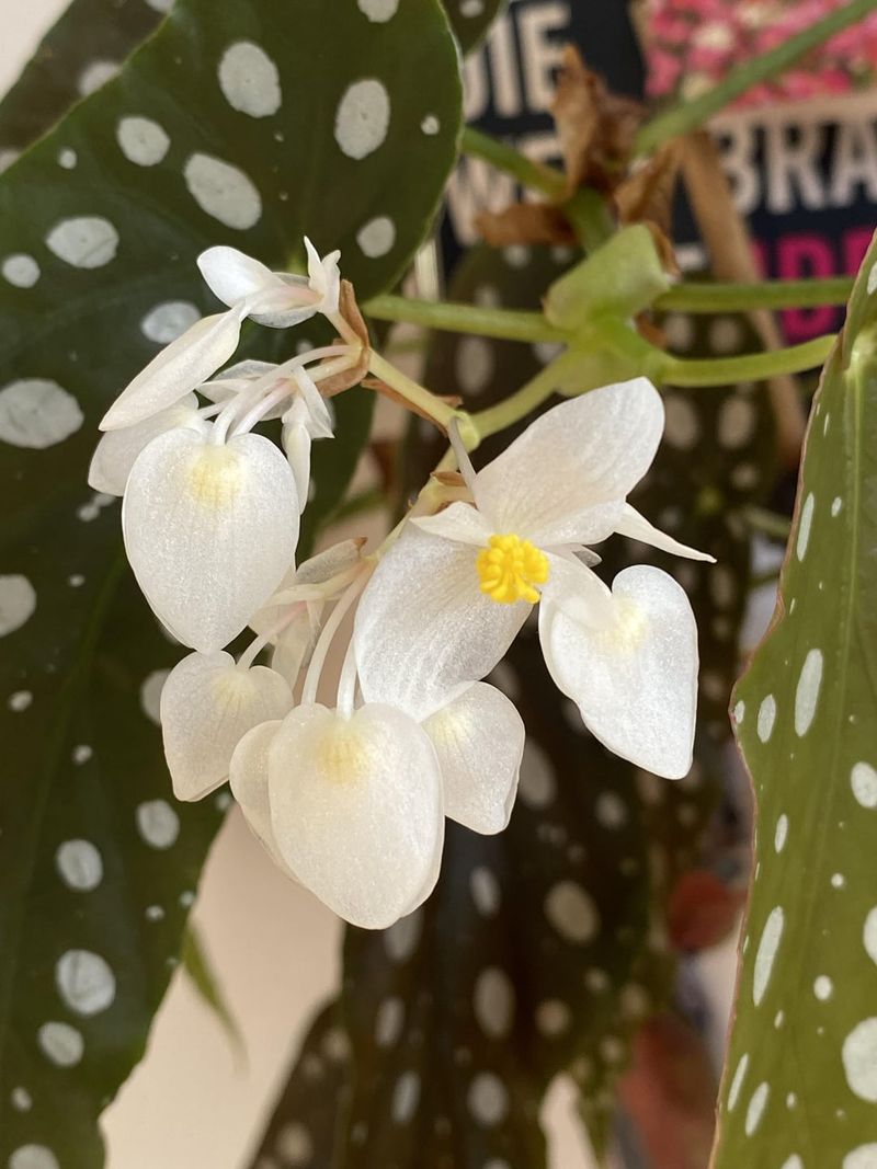 Begonia