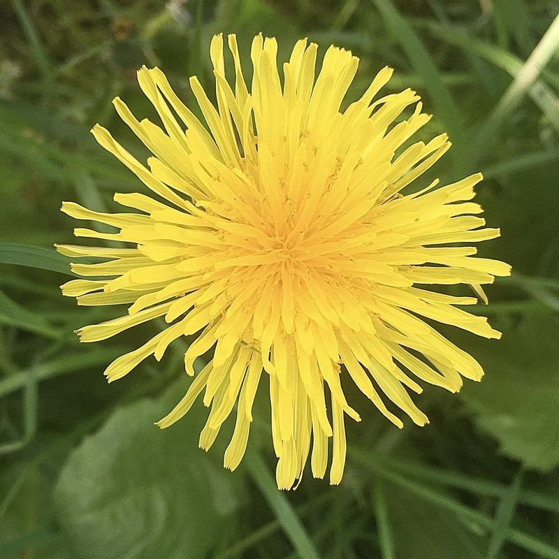 Dandelion