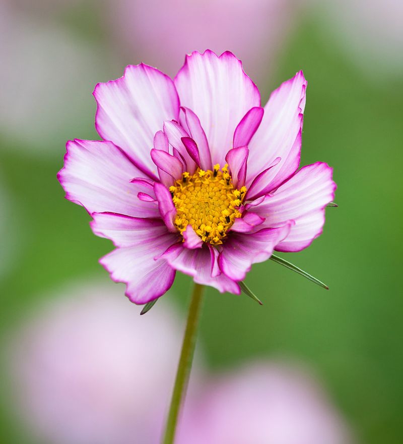 Cosmos bipinnatus ‘Psyche Rose’