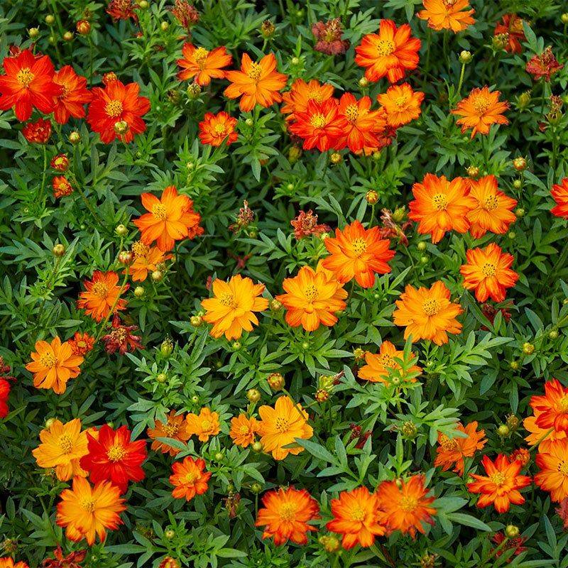 Cosmos sulphureus ‘Polidor’