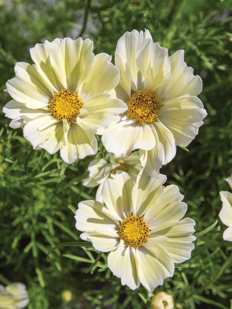 Cosmos bipinnatus ‘Xanthos’