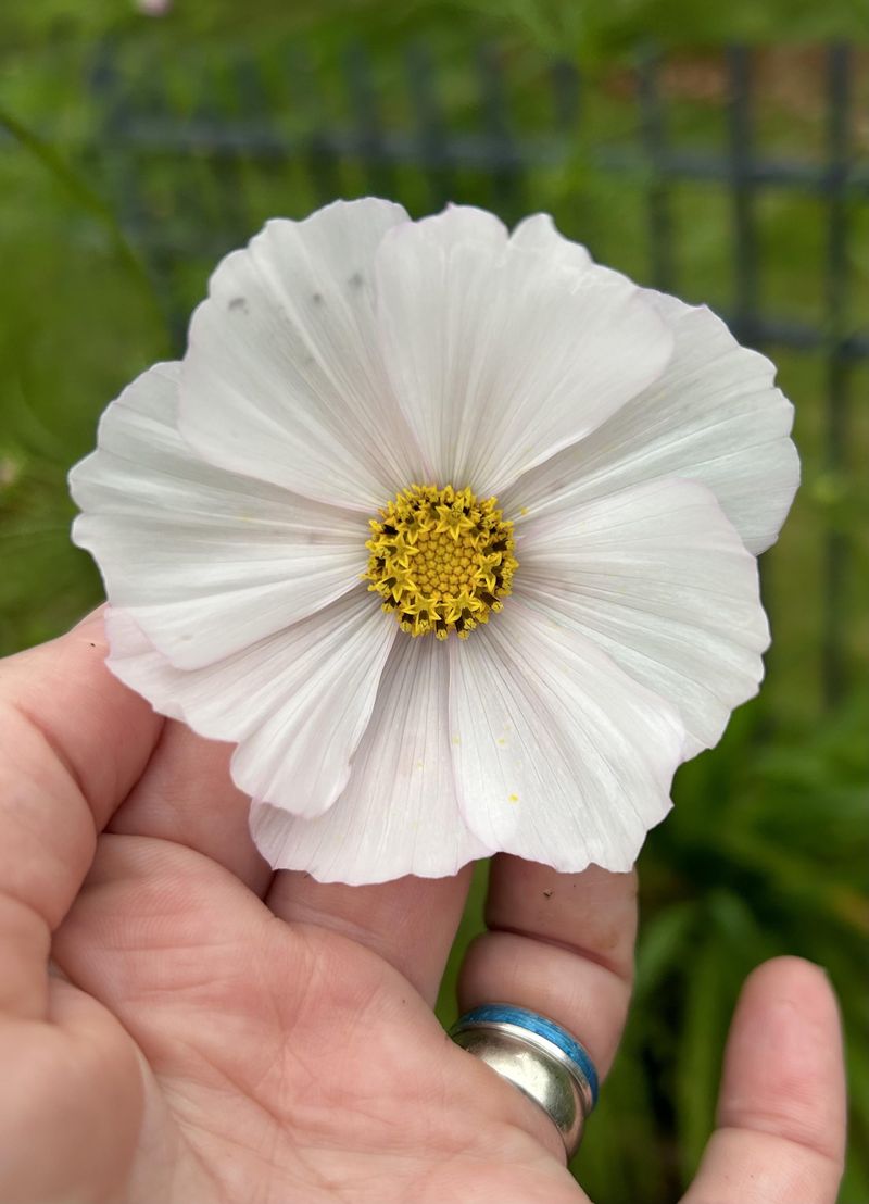 Cosmos bipinnatus ‘Cupcakes’