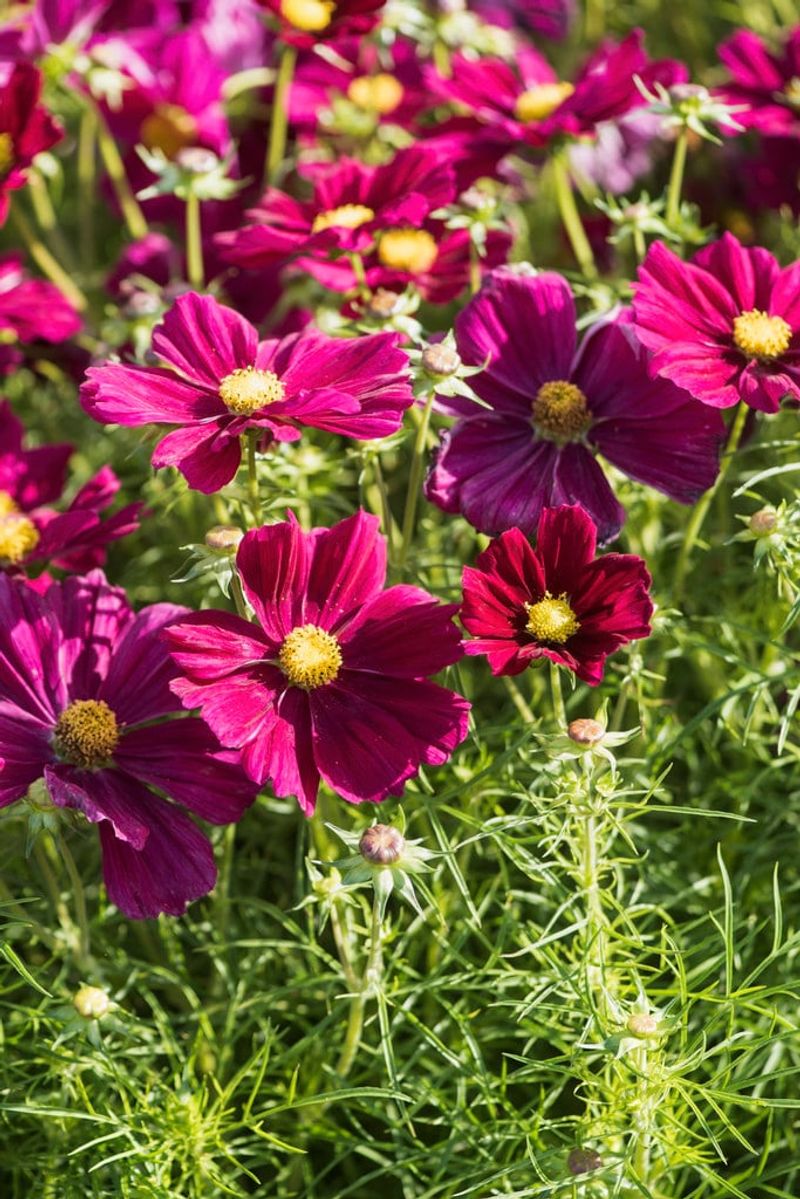 Cosmos bipinnatus ‘Apollo Carmine’