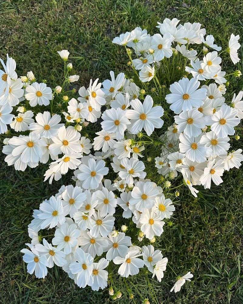 Cosmos bipinnatus ‘White Sonata’