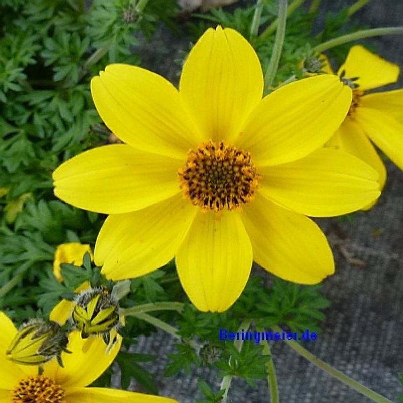 Cosmos sulphureus ‘Limara Lemon’