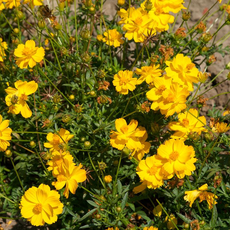 Cosmos sulphureus ‘Cosmic Yellow’