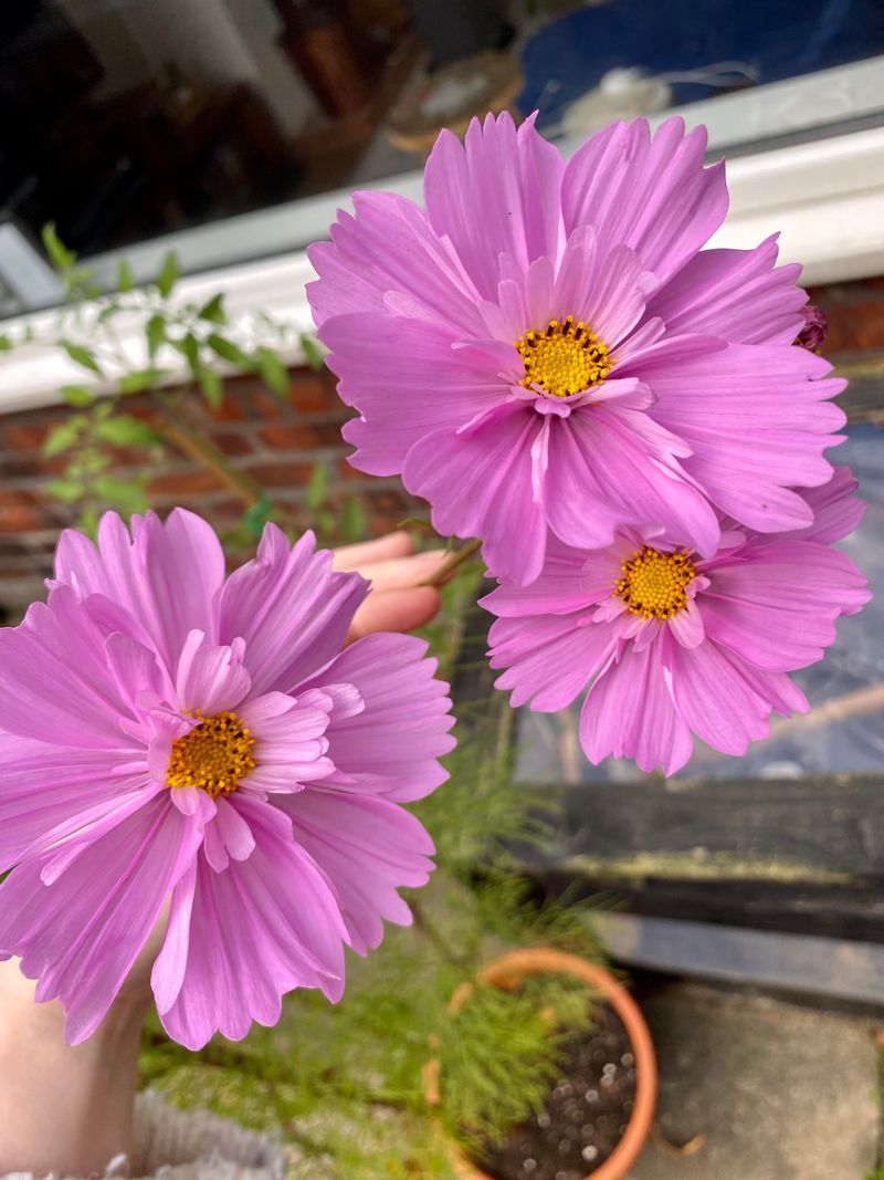 Cosmos bipinnatus ‘Double Click’