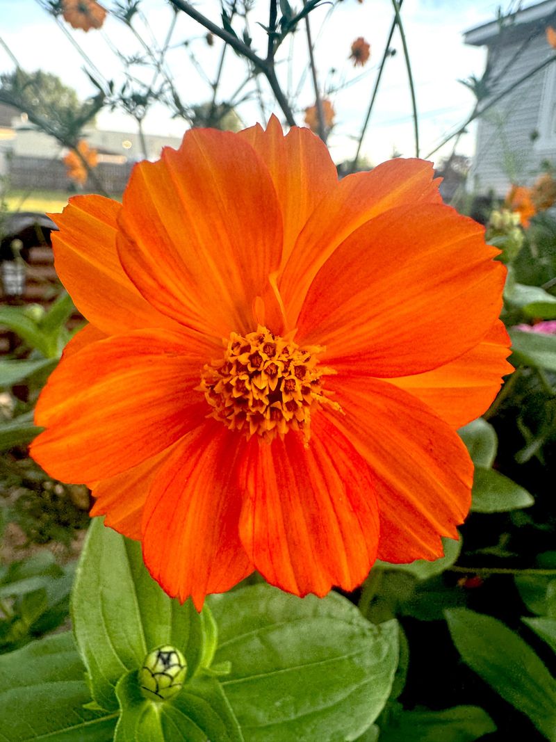 Cosmos sulphureus ‘Bright Lights’