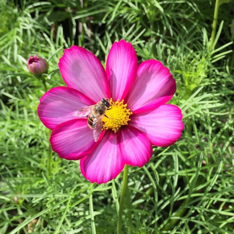 Cosmos bipinnatus ‘Capriola’