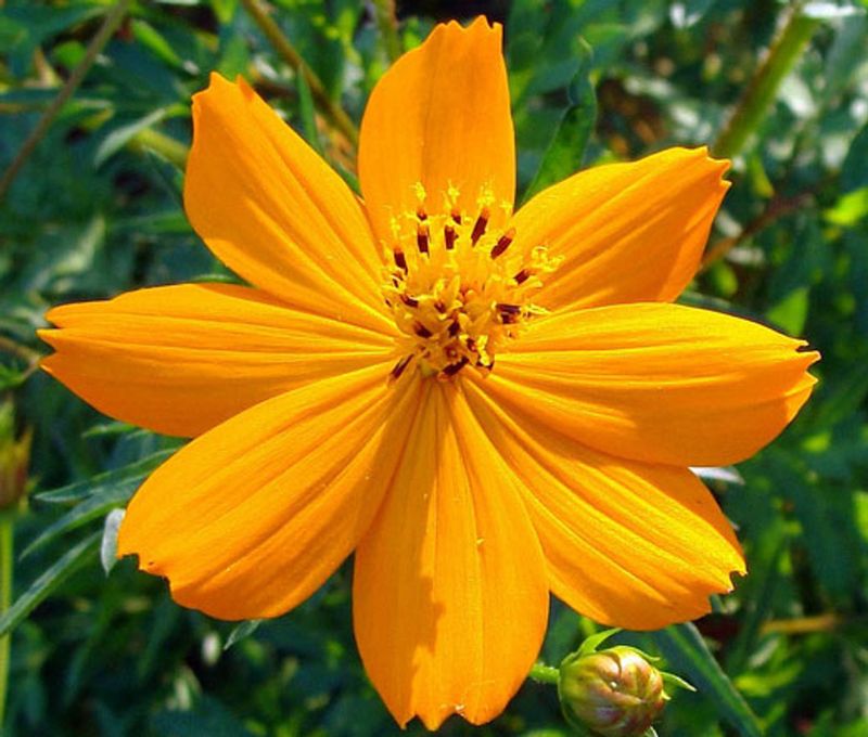 Cosmos sulphureus ‘Ladybird Dwarf Gold’