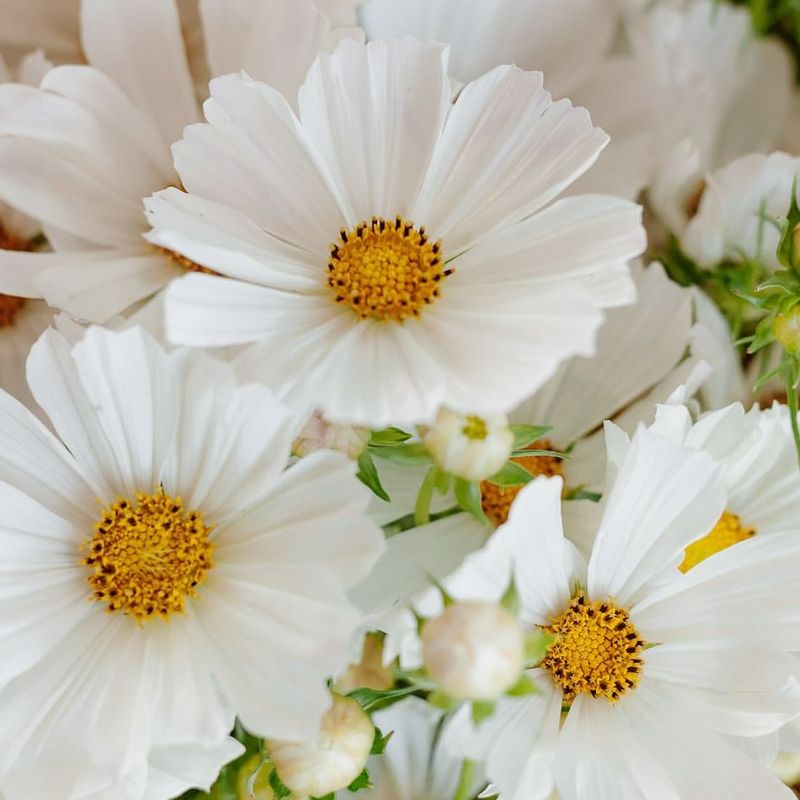 Cosmos bipinnatus ‘Apollo White’