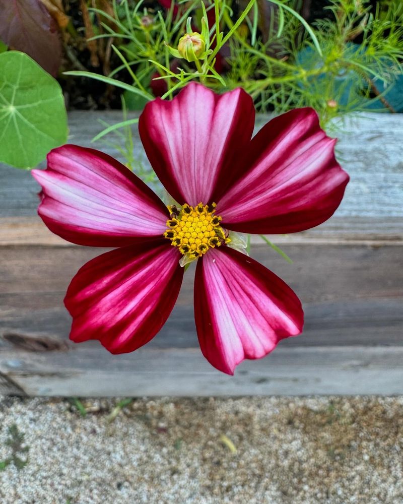 Cosmos bipinnatus ‘Velouette’