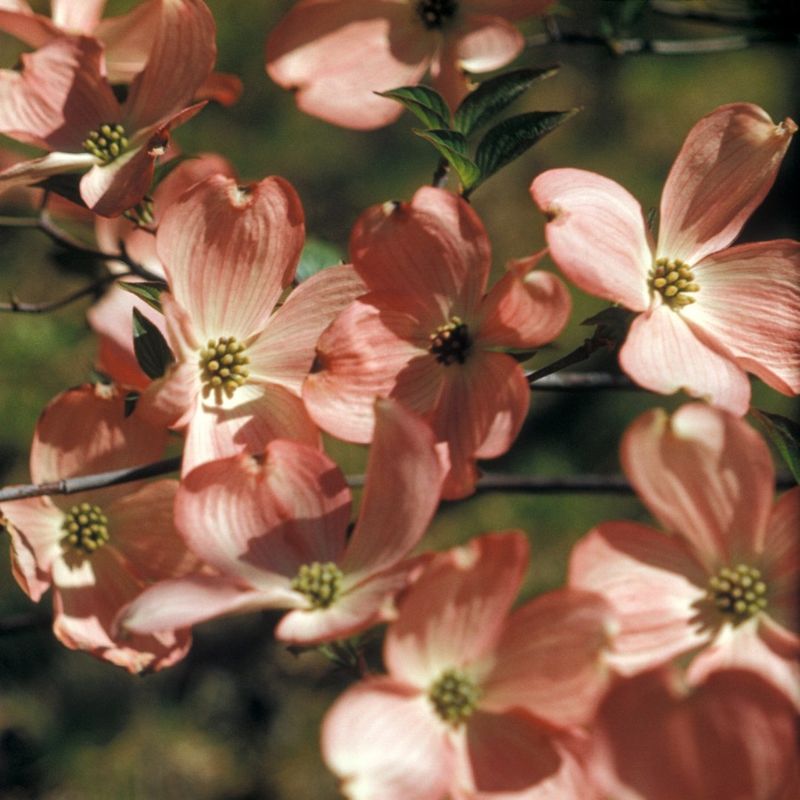 Dogwoods