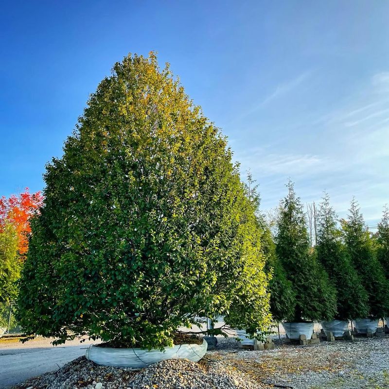 Hornbeam Tree