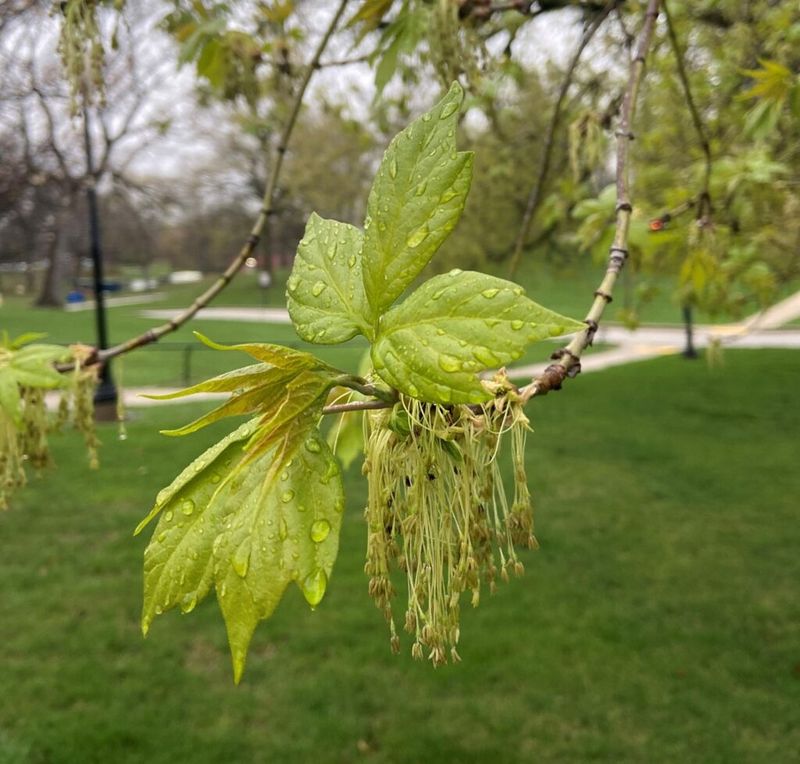 Box Elder