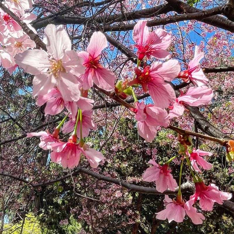 Cherry Blossom (Prunus Serrulata)