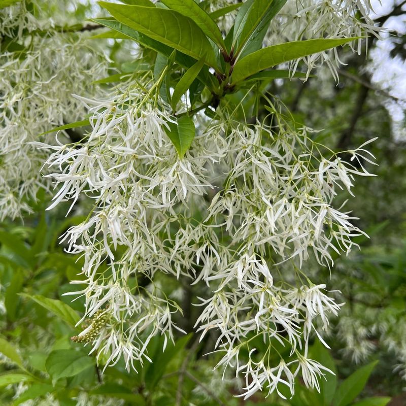 Fringe Tree (Chionanthus virginicus)