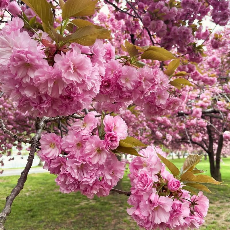 Japanese Flowering Cherry