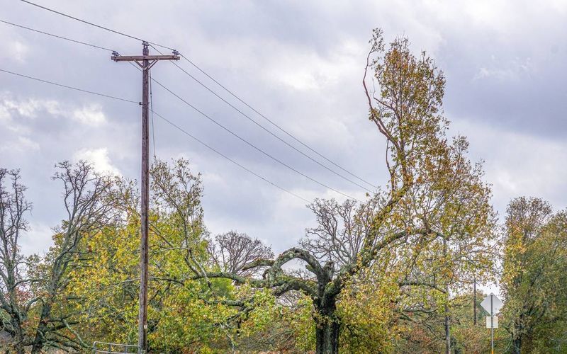 Branches Overhanging Power Lines