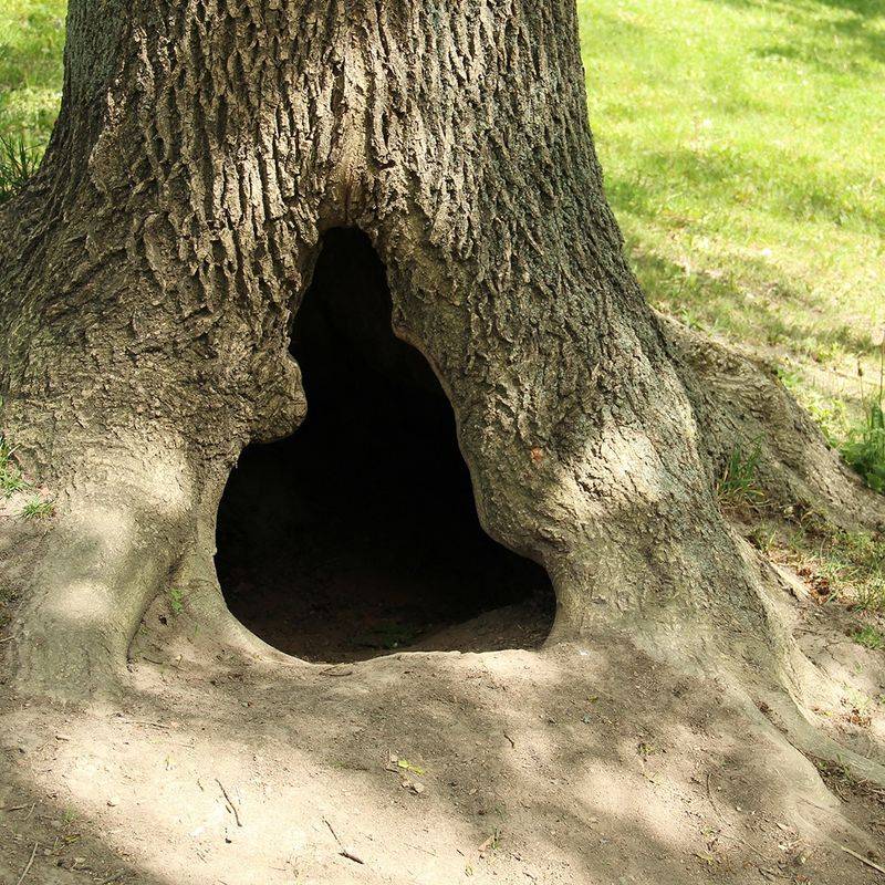 Hollowed-out Trunk