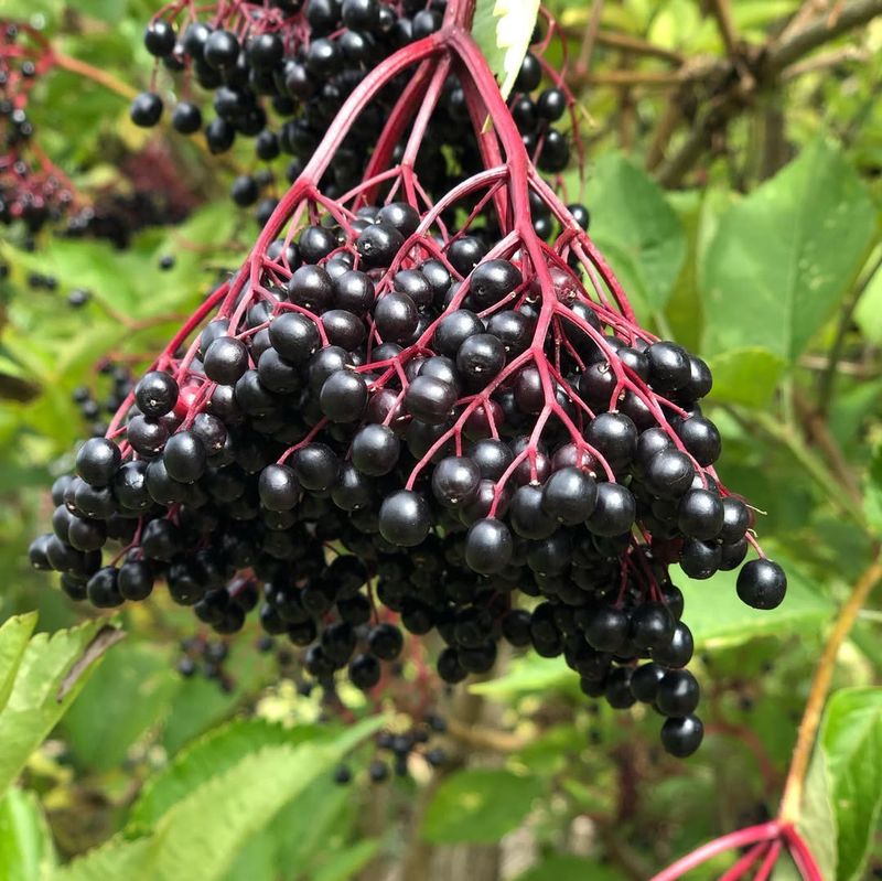 Elderberries