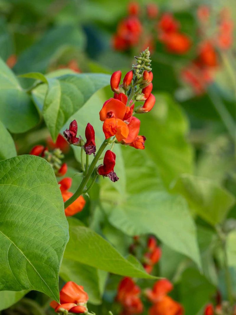 Scarlet Runner Bean