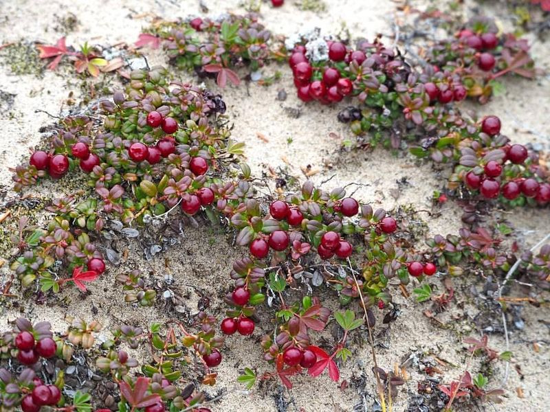 Lingonberry (Vaccinium vitis-idaea)