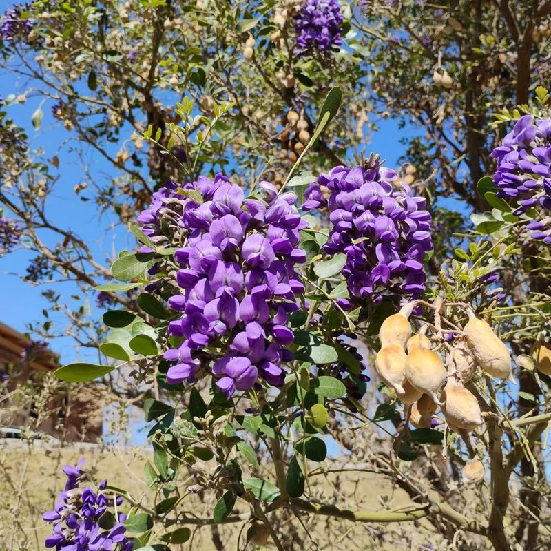 Texas Mountain Laurel (Sophora secundiflora)